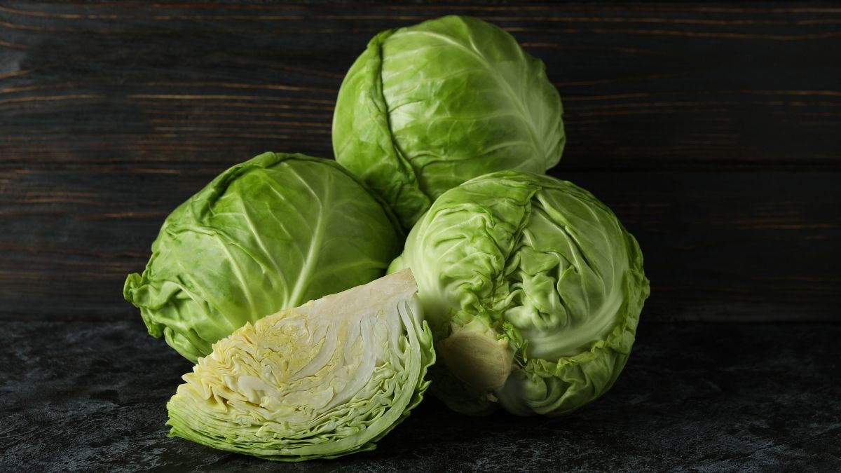  Cabbage