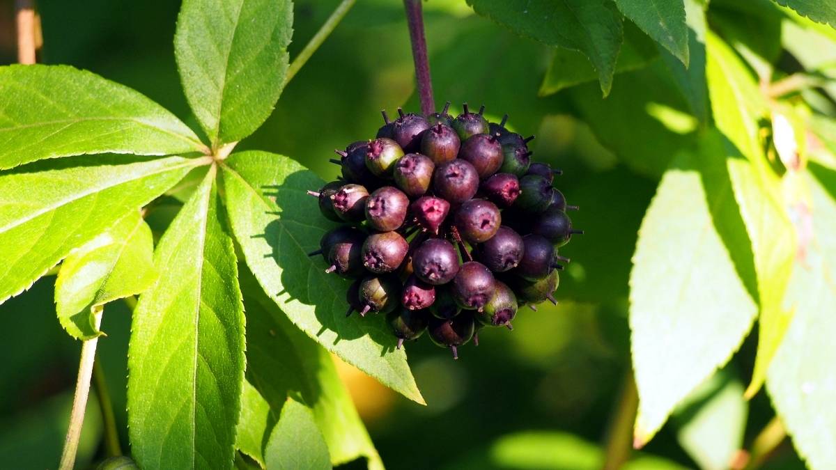Eleuthero (Siberian Ginseng): For Energy That Lasts