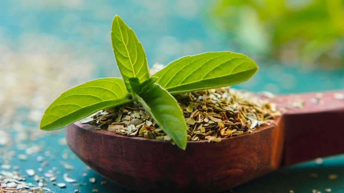 Holy Basil (Tulsi): For a Calmer, More Balanced Day