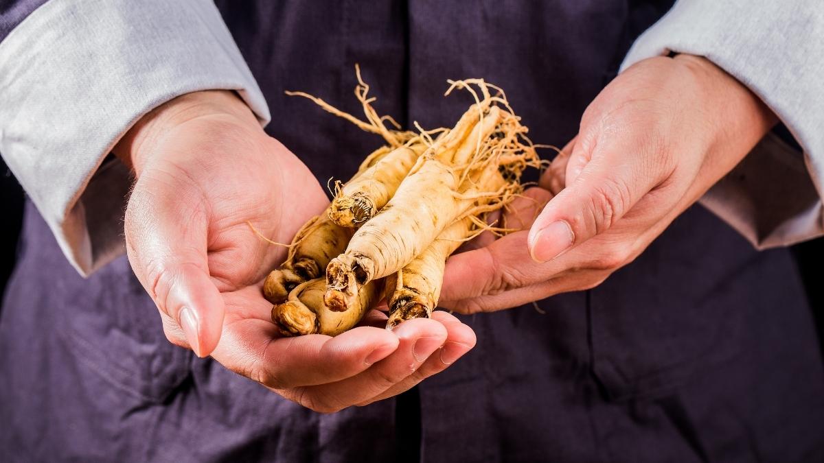 Panax Ginseng: For When You Feel Drained in Body and Mind