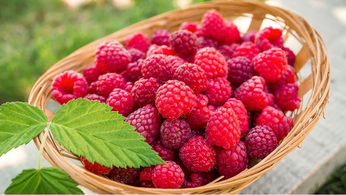 Raspberries (8g fiber per cup)