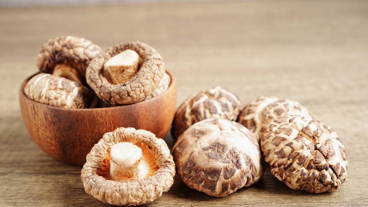 Reishi Mushroom: For Quieting a Busy Mind