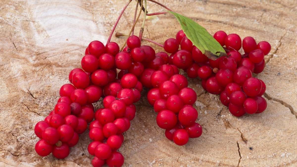 Schisandra Chinensis: For Better Focus and Stamina