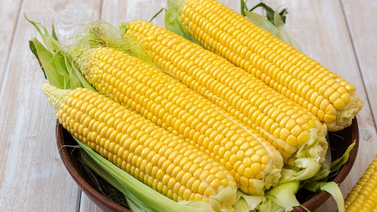 Sweet Corn